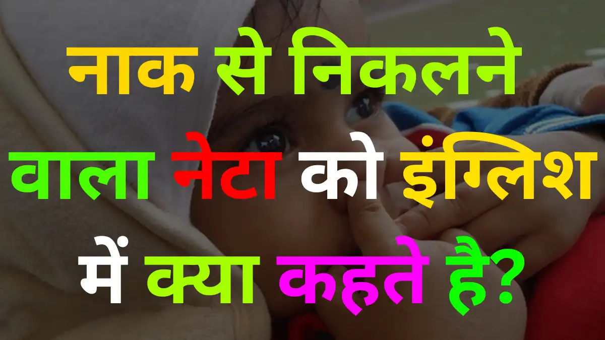 GK Quiz In Hindi: नाक से निकालने वाला नेटा को इंग्लिश में क्या कहते है?