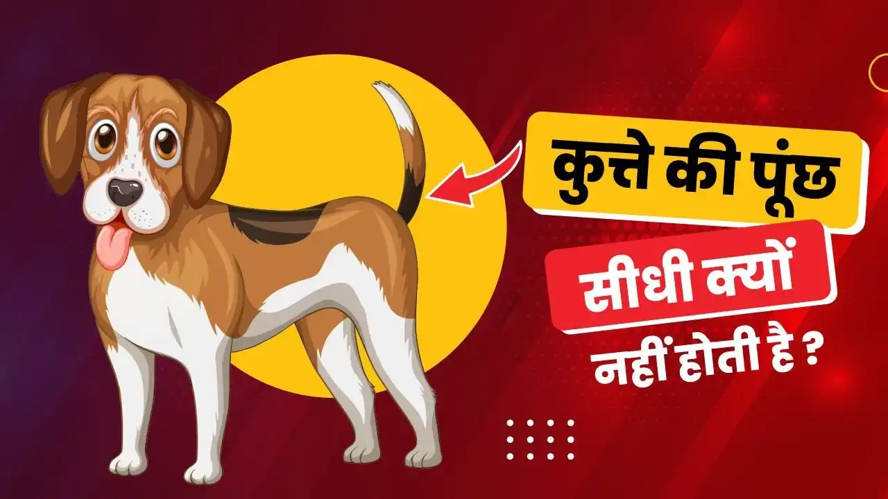 GK Quiz In Hindi: कुत्ते की पूँछ सीधी क्यों नहीं होती है?