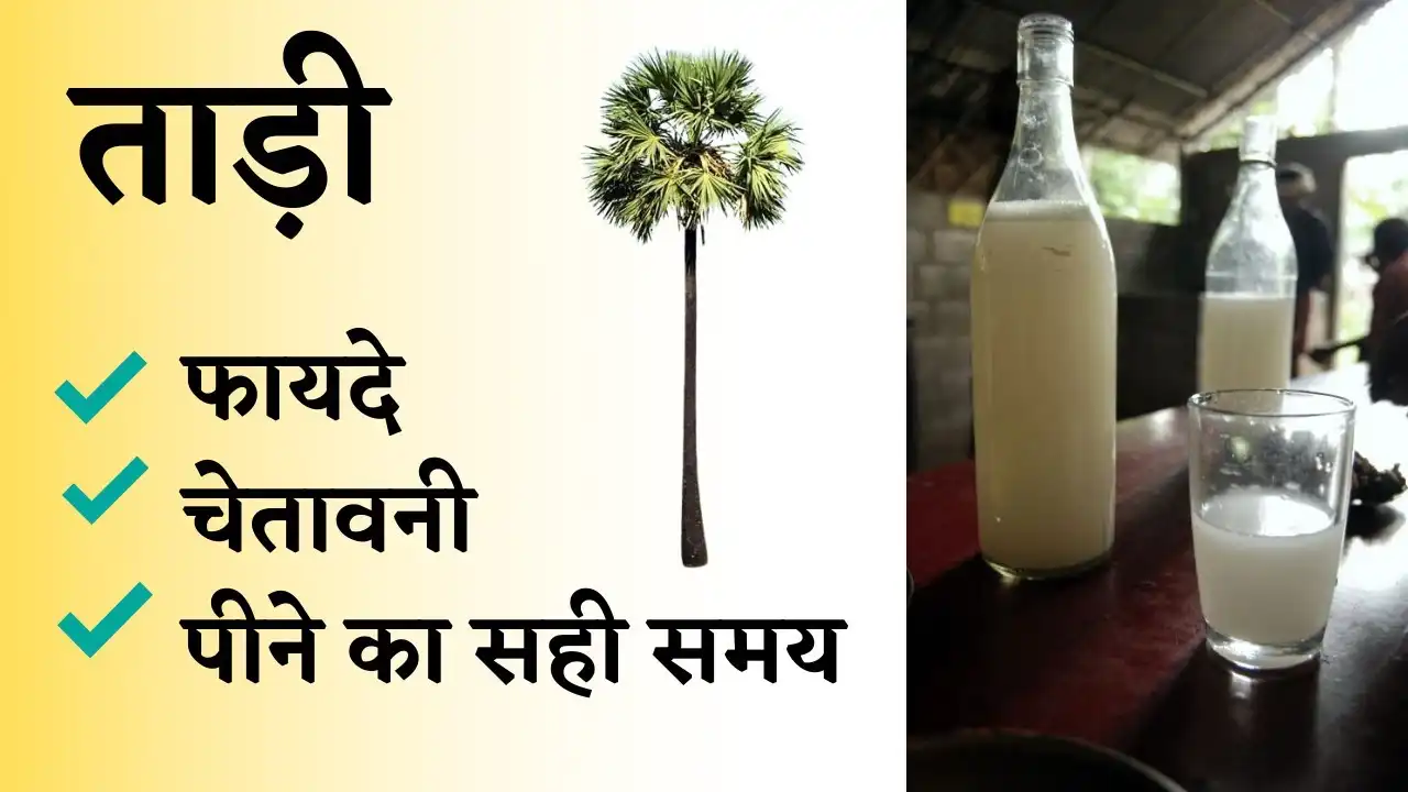 ताड़ी को इंग्लिश में क्या कहते हैं?